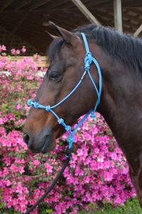 The last horsemanship halter you'll ever need