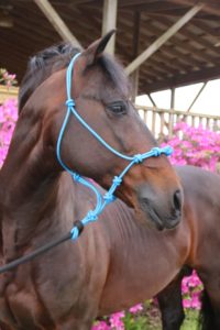 Gascon Horsemanship Halter